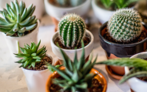 Photo of various types of plants in different pots